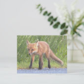 Fox Foto Postkarte (Stehend Vorderseite)