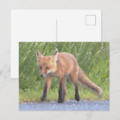 Fox Foto Postkarte (Vorne/Hinten)