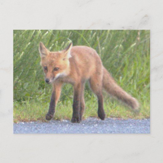 Fox Foto Postkarte (Vorderseite)