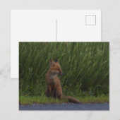 Fox Foto Postkarte (Vorne/Hinten)