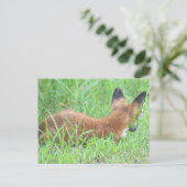 Fox Foto Postkarte (Stehend Vorderseite)