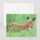 Fox Foto Postkarte (Vorne/Hinten)
