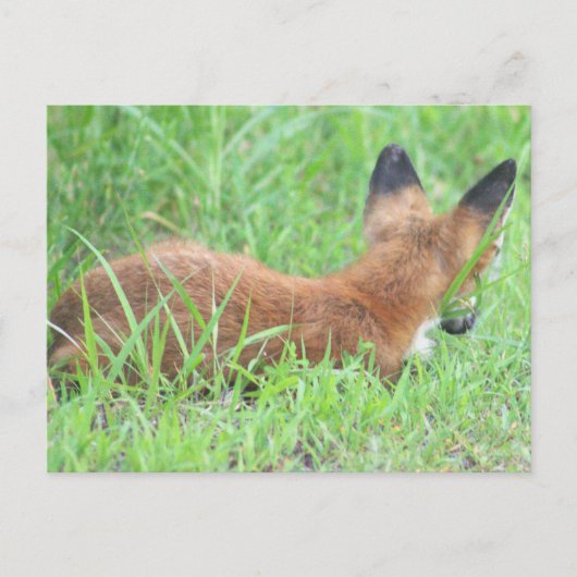 Fox Foto Postkarte (Vorderseite)