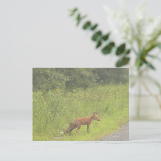 Fox Foto Postkarte (Stehend Vorderseite)
