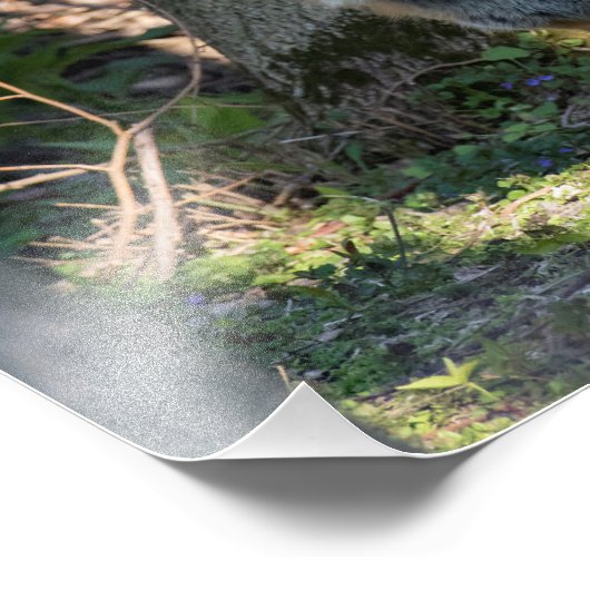 Fox Fotodruck (Ecke)