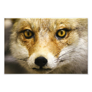 Fox-Gesichts-Foto-Druck Fotodruck