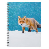 Fox im Winter. Rotfuchs, Vulpes vulpes, Scharfschü Notizblock (Vorderseite)