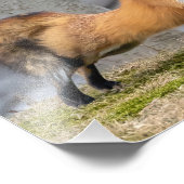 Fox in einer Phase Fotodruck (Ecke)