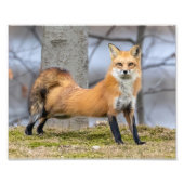 Fox in einer Phase Fotodruck (Vorne)