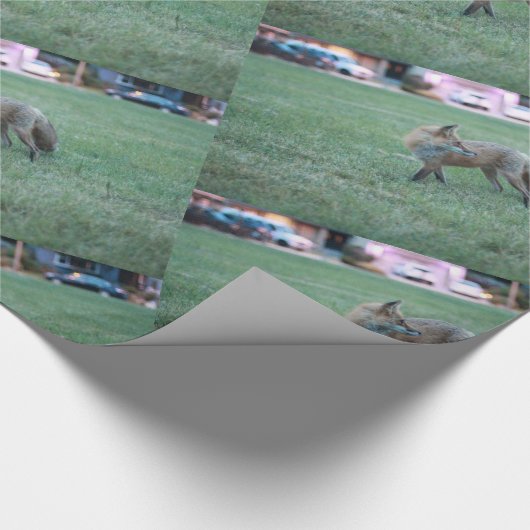 Fox in grünem Gras im Tausend Eichenpark San Jo Geschenkpapier (Ecke)