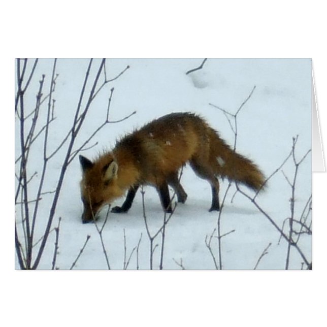 Fox in Snow - Blank Card (Vorderseite (Horizontal))