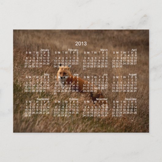 Fox in the Grass; Kalender 2013 Postkarte (Vorderseite)