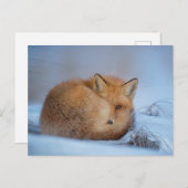 Fox in the Snow Foto Postcard Postkarte (Vorne/Hinten)
