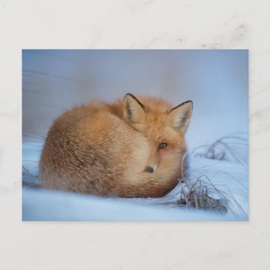 Fox in the Snow Foto Postcard Postkarte (Vorderseite)