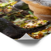 Fox in Woods - Poster (Ecke)