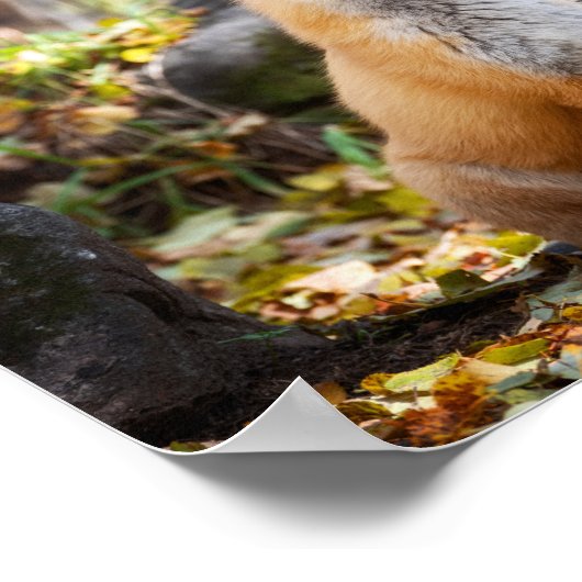 Fox in Woods - Poster (Ecke)