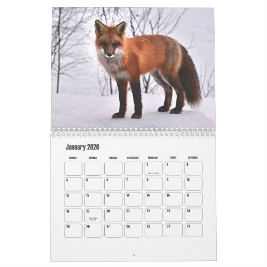 Fox-Kalender Kalender (Jan 2026)