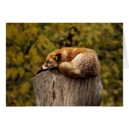 Fox-Karte - freier Raum für jede Anlässe -