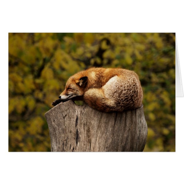 Fox-Karte - freier Raum für jede Anlässe - (Vorderseite (Horizontal))