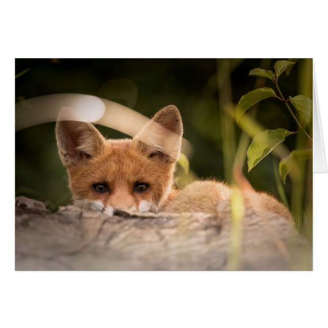 Fox-Karte - freier Raum für jede Anlässe - (Vorderseite (Horizontal))