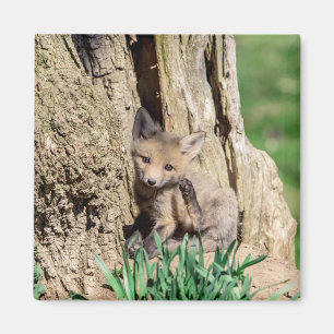 Fox Kit im Hudson Valley Magnet