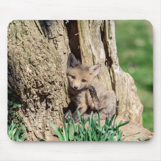 Fox Kit im Hudson Valley Mousepad (Vorne)