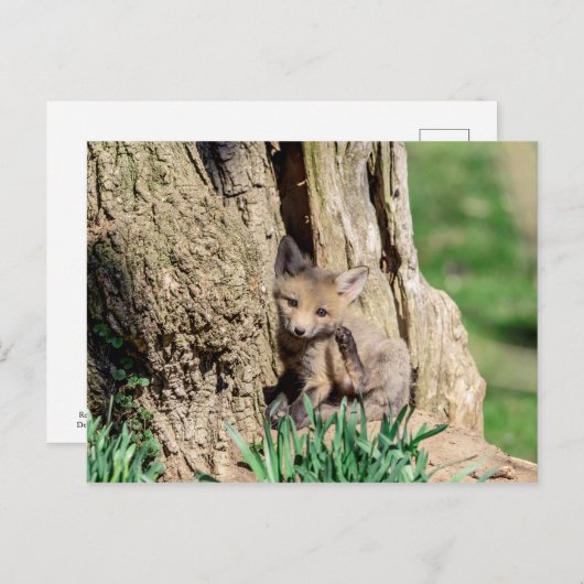 Fox Kit im Hudson Valley Postkarte (Vorne/Hinten)