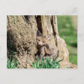 Fox Kit im Hudson Valley Postkarte (Vorderseite)