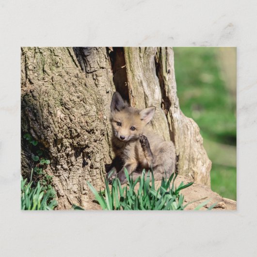 Fox Kit im Hudson Valley Postkarte (Vorderseite)