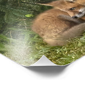 Fox Kit Pals Fotodruck (Ecke)