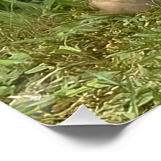 Fox Kit Pals Poster (Ecke)