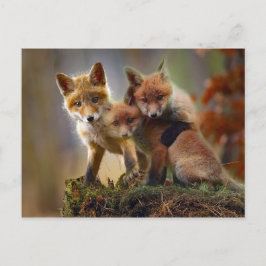 Fox Kits Foto Postkarte