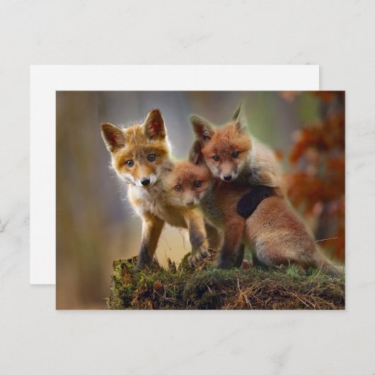 Fox Kits Foto Postkarte (Vorne/Hinten)