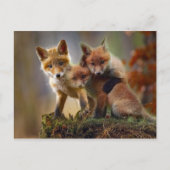 Fox Kits Foto Postkarte (Vorderseite)