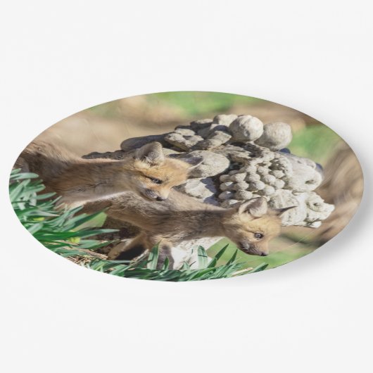 Fox Kits im Hudson Valley Pappteller (Schrägansicht)