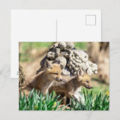 Fox Kits im Hudson Valley Postkarte (Vorne/Hinten)