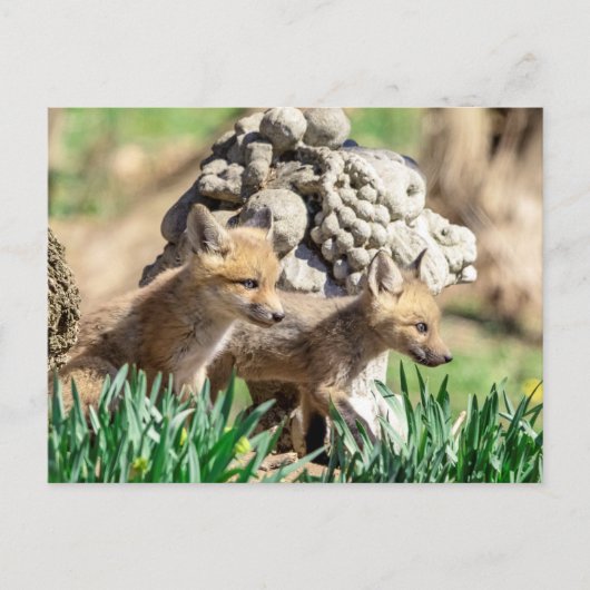 Fox Kits im Hudson Valley Postkarte (Vorderseite)