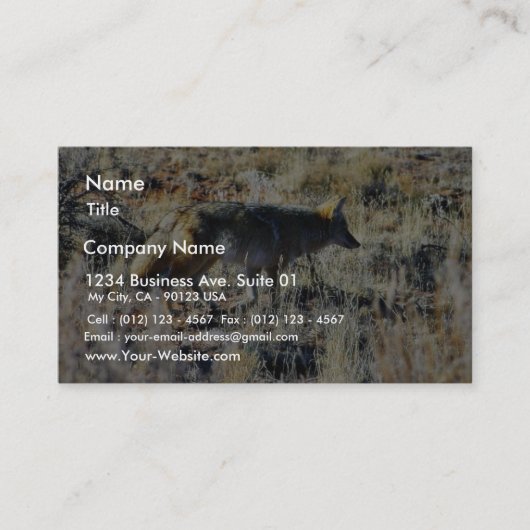 Fox-Kojoten wildes Anilmal auf dem Gebiet Visitenkarte (Vorderseite)