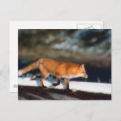 Fox läuft im Schnee Postkarte (Vorne/Hinten)