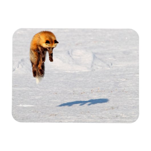 Fox Leap | Yukon, Kanada Magnet (Horizontal)