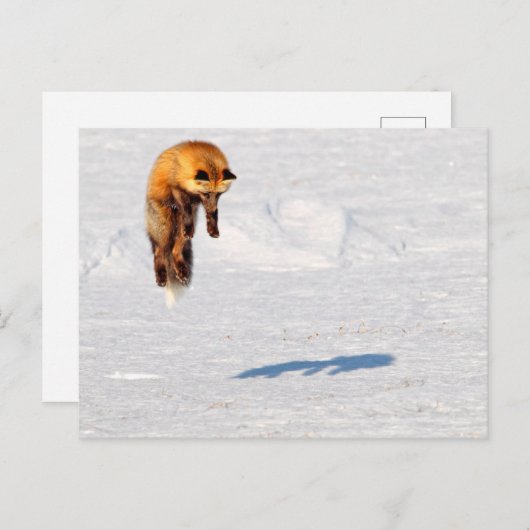 Fox Leap | Yukon, Kanada Postkarte (Vorne/Hinten)