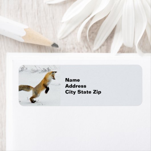 Fox Leaping Snow Foto (Insitu)