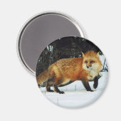 Fox Magnet (Vorderseite/Rückseite)