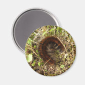 Fox Moth Raupe Magnet (Vorderseite/Rückseite)