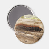 Fox Moth Raupe Magnet (Vorderseite/Rückseite)