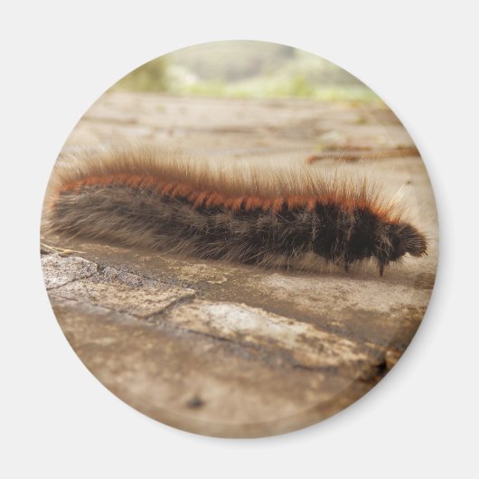 Fox Moth Raupe Magnet (Vorne)