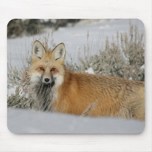 Fox Mousepad (Vorne)