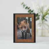 Fox Nah up Postcross Postcard Postkarte (Stehend Vorderseite)