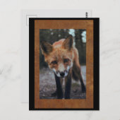 Fox Nah up Postcross Postcard Postkarte (Vorne/Hinten)