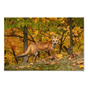 Fox on Alert Fotodruck